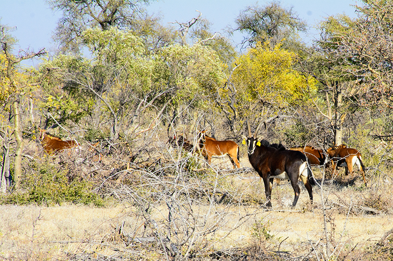 Callies Game Lodge Standard Chalet